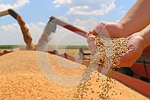 Wheat grain in a hand after good harvest of successful farmer