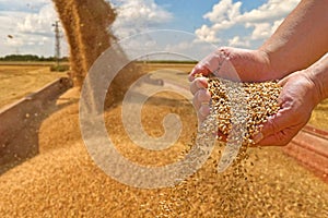 Wheat grain in a hand after good harvest of successful farmer