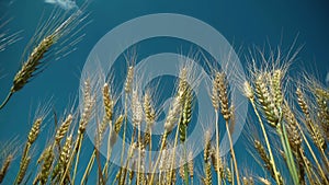 Wheat grain in a hand after good harvest of successful farmer, in a background agricultural machinery combine harvester