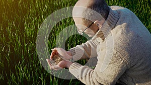 Wheat grain in hand after good harvest of successful farmer in background of green growing crops in field