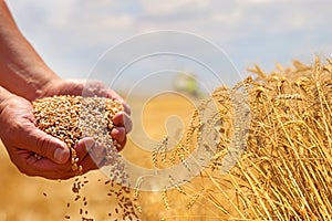 Wheat grain in a hand after good harvest of successful farmer and wheat ears