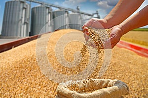 Wheat grain in a hand after good harvest of successful farmer