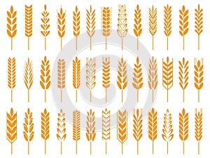 Wheat grain icons. Wheats bread logo, farm grains and rye stalk symbol isolated vector icon