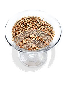 Wheat grain isolated