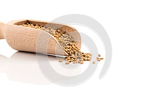 Wheat grain in scoop