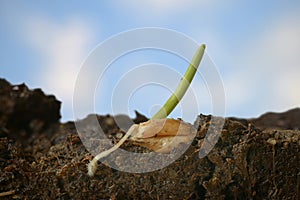 Wheat grain