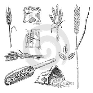 Wheat grain sketch collection. Hand drawn black and white set of wheat grains plants. Agriculture, organic farming and