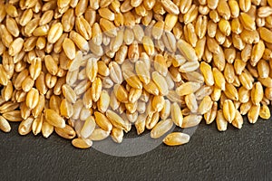 wheat grain texture background closeup