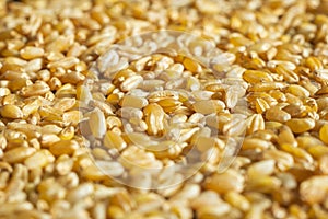 wheat grain texture background closeup