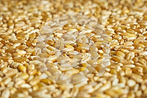 wheat grain texture background closeup