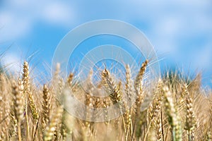 Wheat grain is used for wheat bread, beer some whiskeys some vodkas and animal fodder