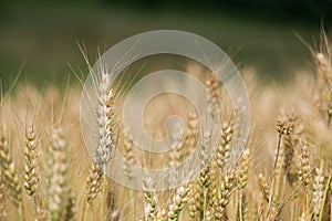 Wheat grain is used for wheat bread, beer some whiskeys some vodkas and animal fodder