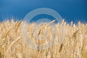 Wheat grain is used for wheat bread, beer some whiskeys some vodkas and animal fodder