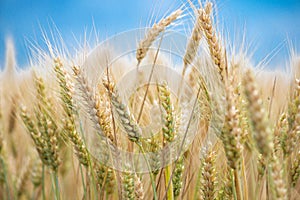 Wheat grain is used for wheat bread, beer some whiskeys some vodkas and animal fodder