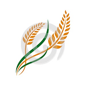 Wheat grain and Wheat rice logo Inspiration vector