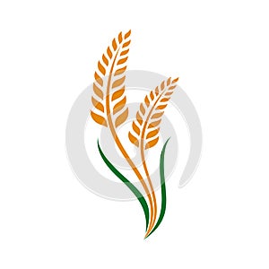 Wheat grain and Wheat rice logo Inspiration vector