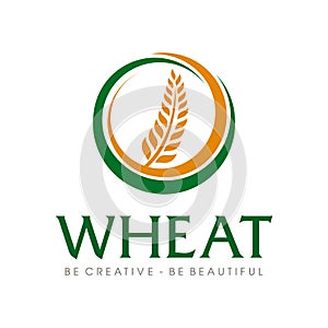 Wheat grain and Wheat rice logo Inspiration vector