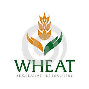 Wheat grain and Wheat rice logo Inspiration vector