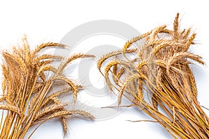 Wheat grain. Whole, barley, harvest wheat sprouts. Wheat grain ear or rye spike plant isolated on white background, for cereal