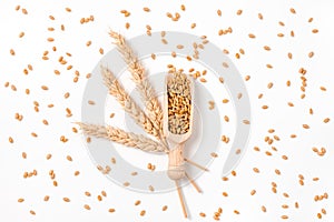 Wheat grain in wooden scoop, bundle of wheat spikes and scattered grains isolated on white. Concept of food supply and