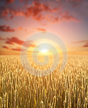 Wheat grain yellow field of cereals on background of dawn sky light and colorful clouds
