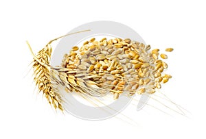 Wheat grains