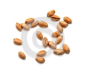 Wheat grains photo