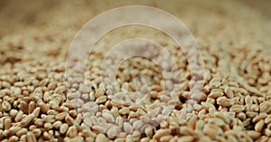 Wheat grains, above the surface of the grains moves the camera