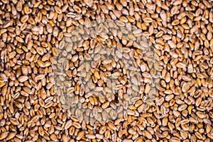 Wheat grains as agricultural background. Wheat grains texture, t