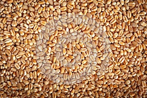 Wheat Grains, Barley Pile, Dry Cereal Seeds, Wheat Grains Heap on White