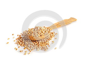 Wheat Grains, Barley Pile, Dry Cereal Seeds, Wheat Grains Heap on White