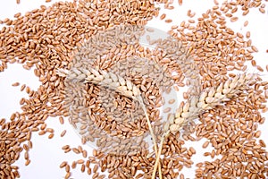 Wheat grains and cereals spike. Wheat on white background. Wheat ears - close up image