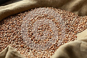 Wheat grains. Close up of grain for bread, global food crisis concept due to Russia war against Ukraine.