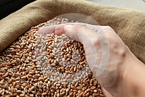 Wheat grains. Close up of grain for bread, global food crisis concept due to Russia war against Ukraine.