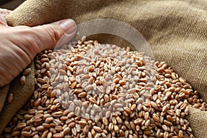 Wheat grains. Close up of grain for bread, global food crisis concept due to Russia war against Ukraine.