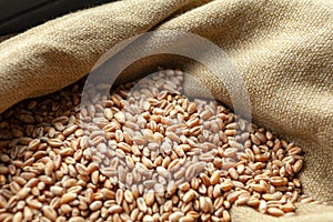 Wheat grains. Close up of grain for bread, global food crisis concept due to Russia war against Ukraine.