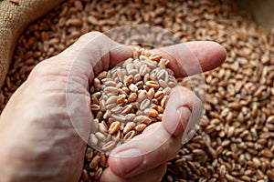 Wheat grains. Close up of grain for bread, global food crisis concept due to Russia war against Ukraine.