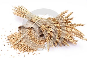 Pšenice zrna a uši 