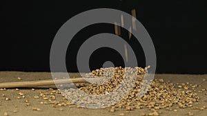Wheat grains fall into a wooden spoon and heap is poured. Slow motion.