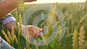 Wheat grains falling down from farmer`s hand. Hands farmer man with wheat. Close up, slow motion. Unrecognizable person