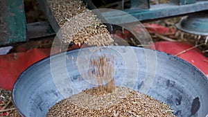 Wheat grains falling from thresher machine in the fields