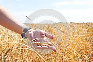 Wheat grains in a farmer`s hands on the wheat field background. ripe ear in a man`s hand. Cereal harvesting. Agricultural theme