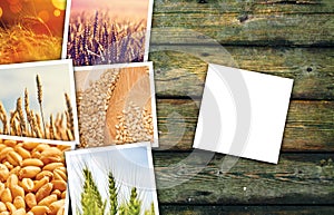 Wheat grains farming in agriculture photo collage