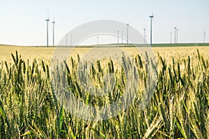 Wheat grains field with wind turbines