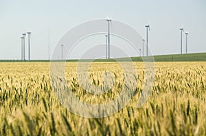 Wheat grains field with wind turbines in the background