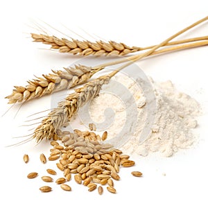 Wheat Grains and Flour with Wheat Stalks Isolated on White Background photo