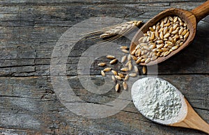 Wheat grains and wheat flour in wooden scoop or shovel with spikes or ears on rustic wooden background