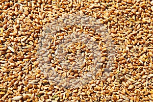 Wheat grains in the form of an agricultural background.