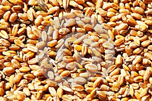 Wheat grains in the form of an agricultural background.