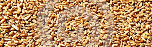 Wheat grains in the form of an agricultural background.